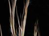 Andropogon virginicus