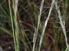 Aristida purpurascens