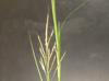 Bothriochloa ischaemum