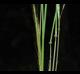 Bothriochloa ischaemum