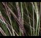 Bothriochloa ischaemum