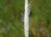 Bothriochloa laguroides