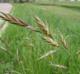 Bromus catharticus