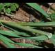 Bromus catharticus