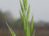 Bromus japonicus