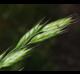 Bromus secalinus