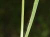 Bromus secalinus