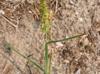 Cenchrus spinifex