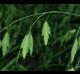 Chasmanthium latifolium