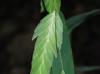 Chasmanthium latifolium