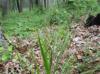 Chasmanthium sessiliflorum