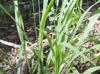 Chasmanthium sessiliflorum