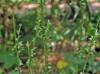 Chasmanthium sessiliflorum