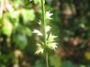 Chasmanthium sessiliflorum