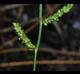 Echinochloa colona