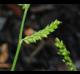 Echinochloa colona