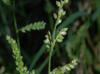 Echinochloa colona