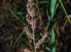 Echinochloa muricata