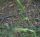 Elymus canadensis