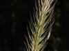 Elymus virginicus