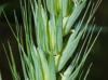 Elymus virginicus