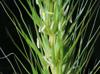 Elymus virginicus