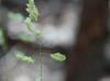 Leersia lenticularis