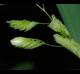 Leersia lenticularis