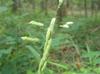 Leersia oryzoides