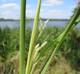 Leersia oryzoides