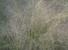 Muhlenbergia expansa