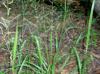 Panicum anceps