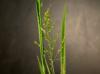 Panicum anceps