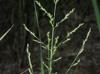 Panicum anceps