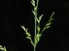 Panicum anceps