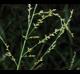 Panicum anceps