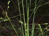 Panicum brachyanthum