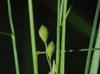 Panicum brachyanthum