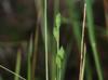 Panicum brachyanthum