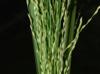 Panicum capillare