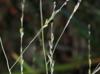 Panicum capillare