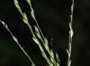 Panicum capillare