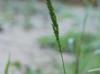 Panicum hemitomon