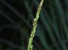 Panicum tenerum