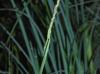 Panicum tenerum