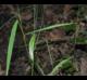 Panicum verrucosum