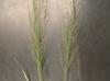 Panicum virgatum