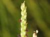 Paspalum Distichum