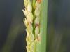 Paspalum Distichum