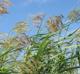 Phragmites australis